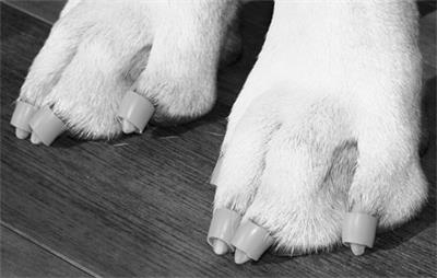 Dr. Buzby’s ToeGrips® Application Results in Minimal Changes in Kinetic Gait Parameters in Normal Dogs